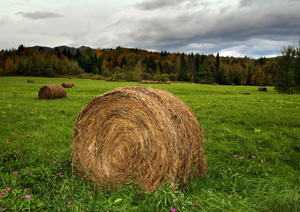 Farm-Ranch Succession Planning